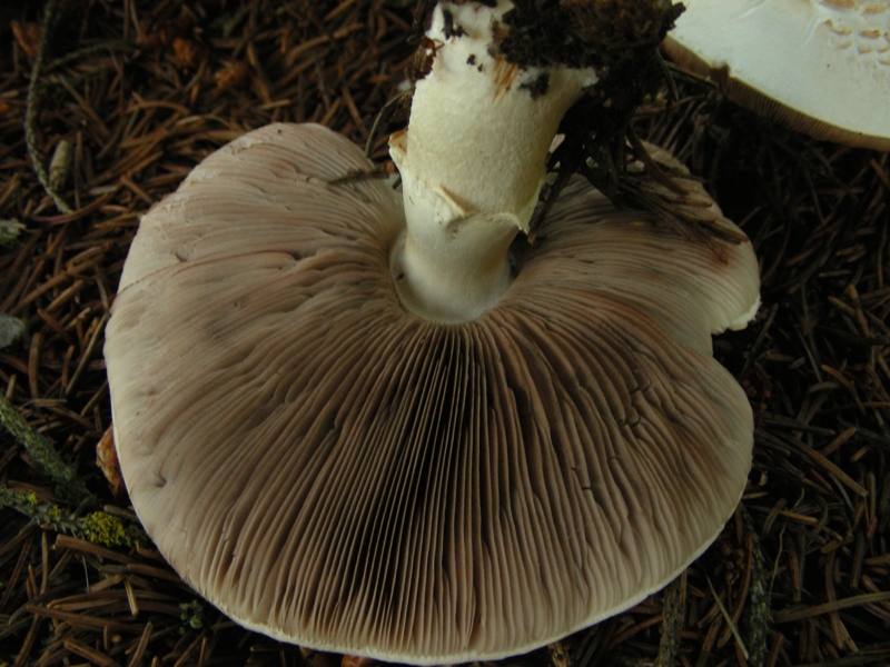 Agaricus dubbio